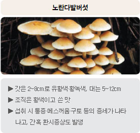 독버섯 - 노란다발버섯 : 갓은 2~8cm로 유황색&middot;황녹색, 대는 5~12cm, 조직은 황색이고 쓴 맛, 섭취 시 통증&middot;메스꺼움&middot;구토 등의 증세가 나타나고, 간혹 환시증상도 발생