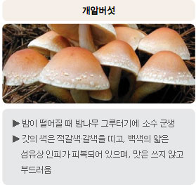 식용버섯 -  개암버섯 : 밤이 떨어질 때 밤나무 그루터기에 소수 군생, 갓의 색은 적갈색&middot;갈색을 띠고, 백색의 얇은 섬유상 인피가 피복되어 있으며, 맛은 쓰지 않고 부드러움