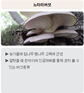 식용버섯 - 느타리버섯 : 늦가을에 참나무&middot;팽나무 고목에 군생, 잘랐을 때 흰색이며 인공재배를 통해 흔히 볼 수 있는 버섯종류