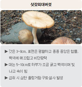 독버섯 - 삿갓외대버섯 : 갓은 3~8cm, 표면은 평활하고 종종 중앙은 함몰, 백색에 매끄럽고 비단광택, 대는 5~10cm로 하부가 조금 굵고 백색이며 빛나고 속이 빔, 섭취 시 심한 울렁거림&middot;구토&middot;설사 발생