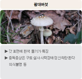 독버섯 - 광대버섯 : 갓 표면에 흰색 돌기가 특징 중독증상은 구토&middot;설사&middot;시력장애&middot;정신착란&middot;환각&middot;의식불명 등