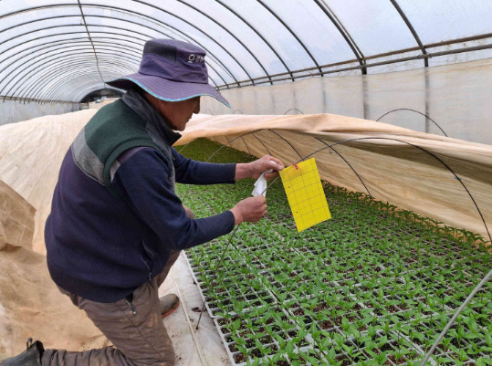 서천, 철저한 방제로 고추 칼라병 매개 총채벌레 퇴치해야